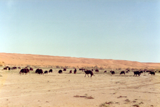 Wüste-2.jpg